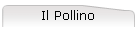 Il Pollino