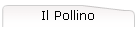 Il Pollino