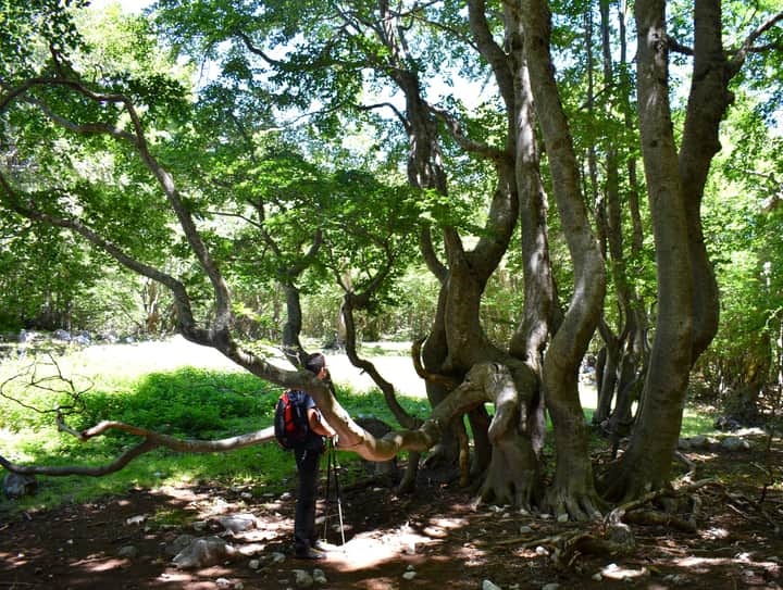 Parco del Pollino, gli alberi serpenti