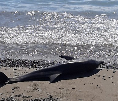 delfino ritrovato sulla battigia a villapiana lido